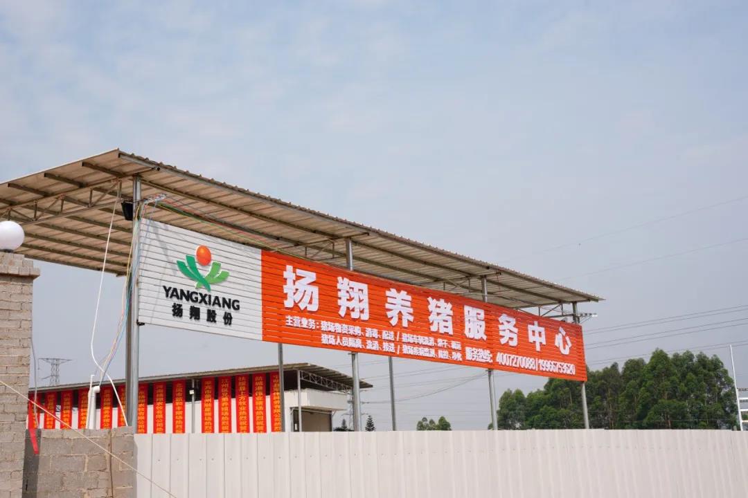 8道关卡防非瘟，扬翔严把猪料“安全关”！