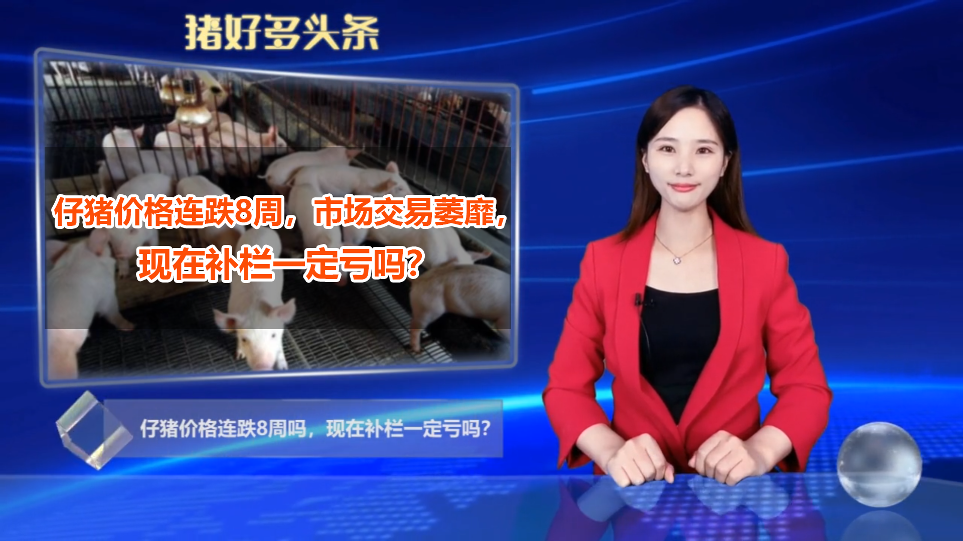 仔猪价格连跌8周，市场交易萎靡，现在补栏一定亏吗？