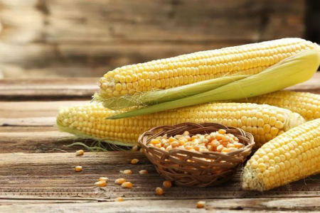 11月19日饲料原料：豆粕价格下跌困难，玉米售粮阶段难敌宏观调控？