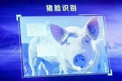 数字化、产业化、联动化，我国生猪产业即将迎来3个深刻变化
