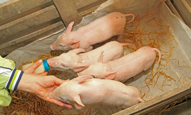 仔猪出生几天后能吃饲料？断奶仔猪饲料如何配比？