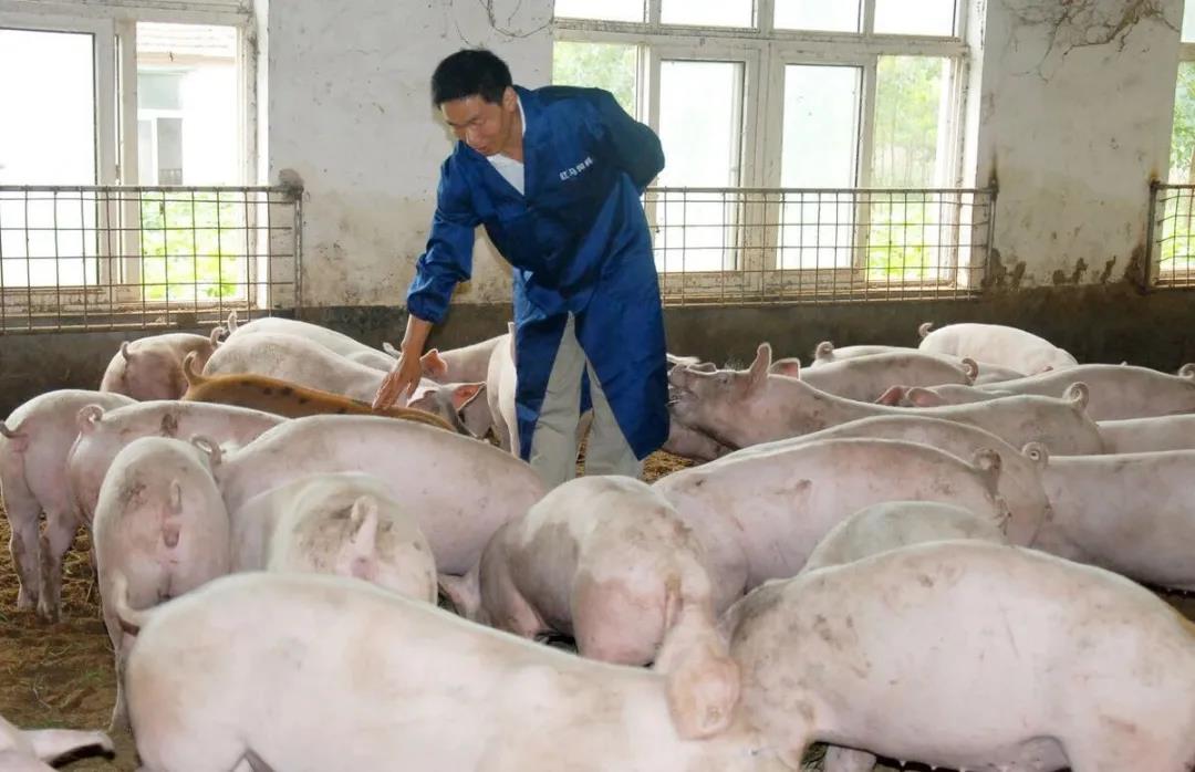 未来养猪业将面临洗牌