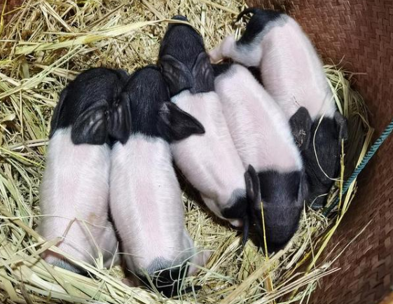 浙江首批克隆猪宝宝出生：中间白两头乌黑、活泼好动