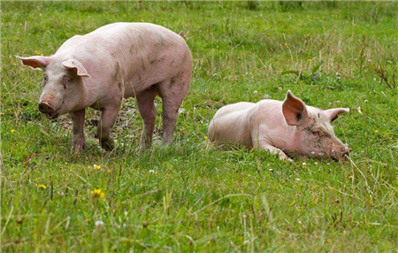 加强重大动物疫病区域化防控 变“调猪”为“运肉”