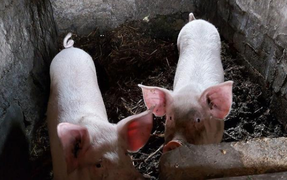 在养猪的过程中，如何让猪长得快呢？3个催肥妙招！