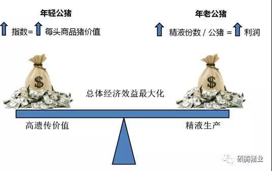 震惊！国外猪场利润比我们多数十倍，它们这样养猪！