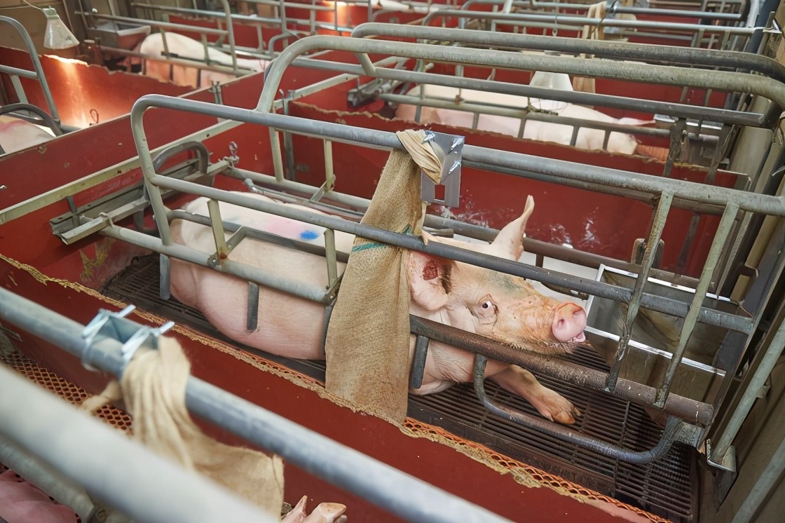 新西兰：母猪分娩限位栏竟然非法！这让中国养猪人很纳闷