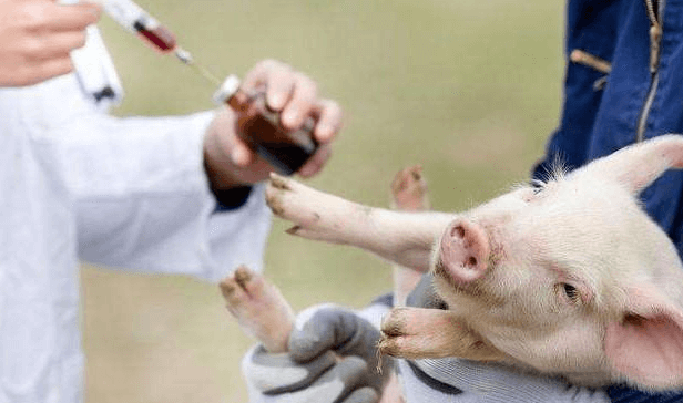 【猪场】最全非瘟期间的猪场生物安全操作，拿走培训员工