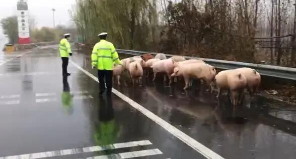 雨天路滑货车侧翻，救援生猪迫在眉睫