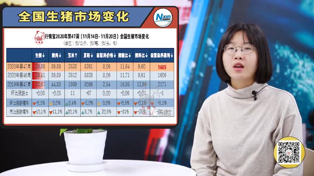 下周猪价继续涨？屠企采购难度加大，养殖户要注意这几点
