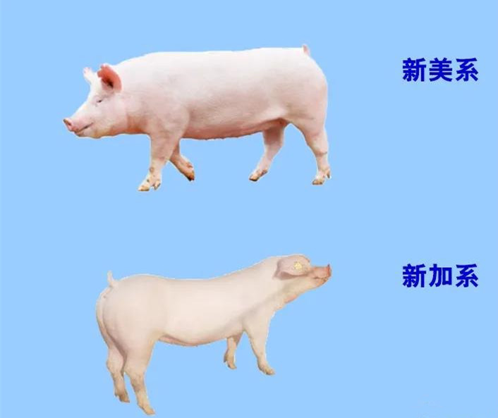你了解后备母猪品种间的生产性能差异吗？一起来学习下吧！