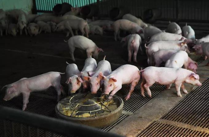 南口种猪场日前正式投产，规模化生存模式将助力首都市场生猪保供　　