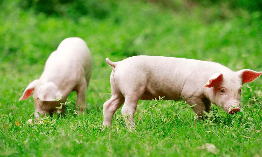 2020年11月29日全国各省市15公斤仔猪价格行情报价，仔猪价格跌势连连，跌至80元/公斤！