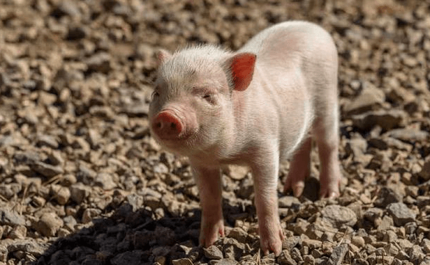 2020年11月29日全国各省市20公斤仔猪价格行情报价，云南地区仔猪均价在1300元/头！