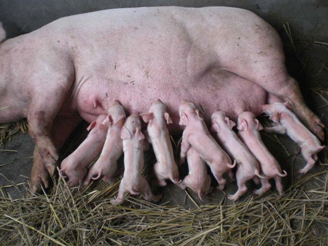 猪饲料中缺维生素E和硒有什么危害？自配料养猪要懂饲料营养