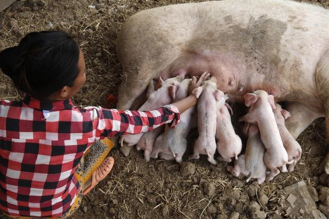 母猪分娩护理的关键措施以及临产前一小时征兆！