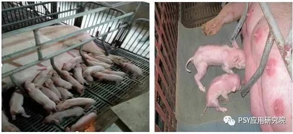 不同母猪产仔猪存在差异