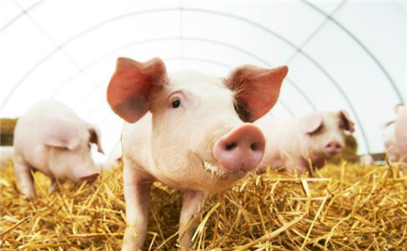 12月3日生猪价格开挂大涨！六省涨幅超1元，活猪禁运是暴涨主因？