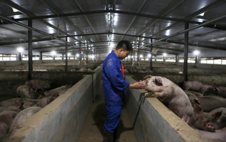 12月6日生猪价格，走跌趋势已显，养殖户不要盲目压栏被屠企割韭菜