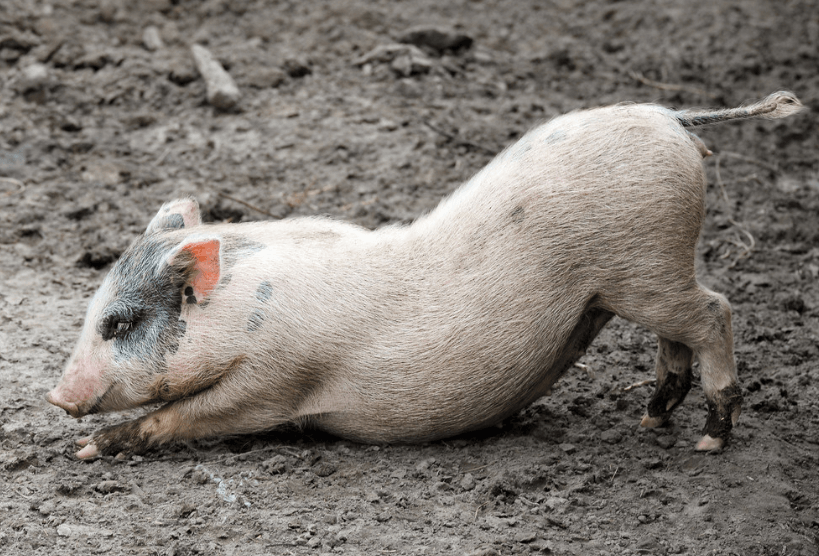 12月7日15公斤仔猪价格止跌，非瘟后遗症下，养猪仍有利可图