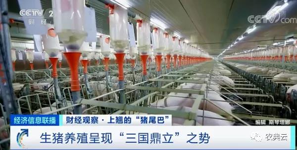 1头猪利润=2瓶茅台酒？菜市场现“抢肉大战”！