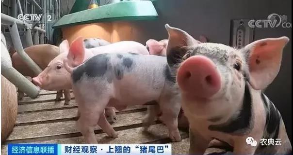 1头猪利润=2瓶茅台酒？菜市场现“抢肉大战”！