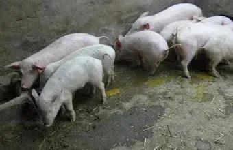断奶仔猪腹泻是什么原因，猪的粪便（黑）与（黄）是什么原因？