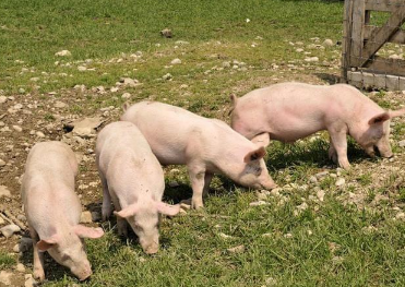 养猪的细节问题——小猪阶段的饲料转化尤为重要