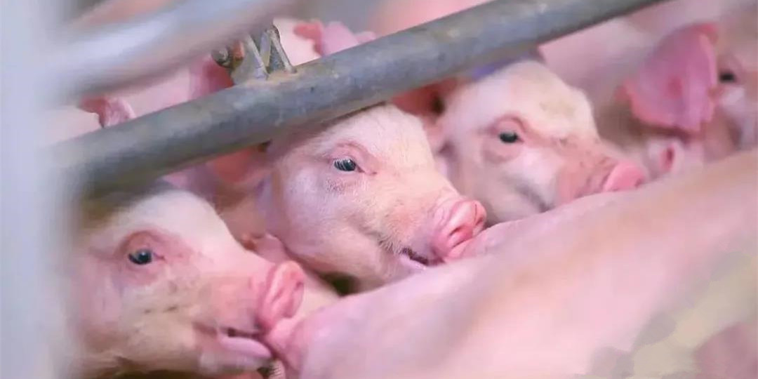 做好仔猪早期肠道菌群的管理和干预，养猪健康仔猪！