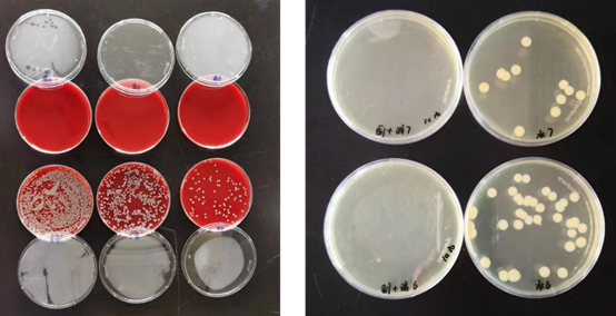 对猪链球菌和副猪嗜血杆菌的杀灭作用