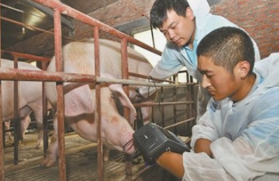 猪场执业兽医师应朝什么方向发展？兽医应既是通才又是专才？