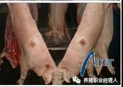 猪丹毒