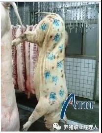 猪丹毒