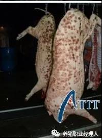 猪丹毒