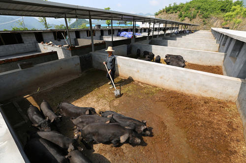 汉江黑猪的生产以及冬季的饲养