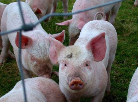 2020年12月12日全国各省市20公斤仔猪价格行情报价不同地区的仔猪价格存在一定差异化！