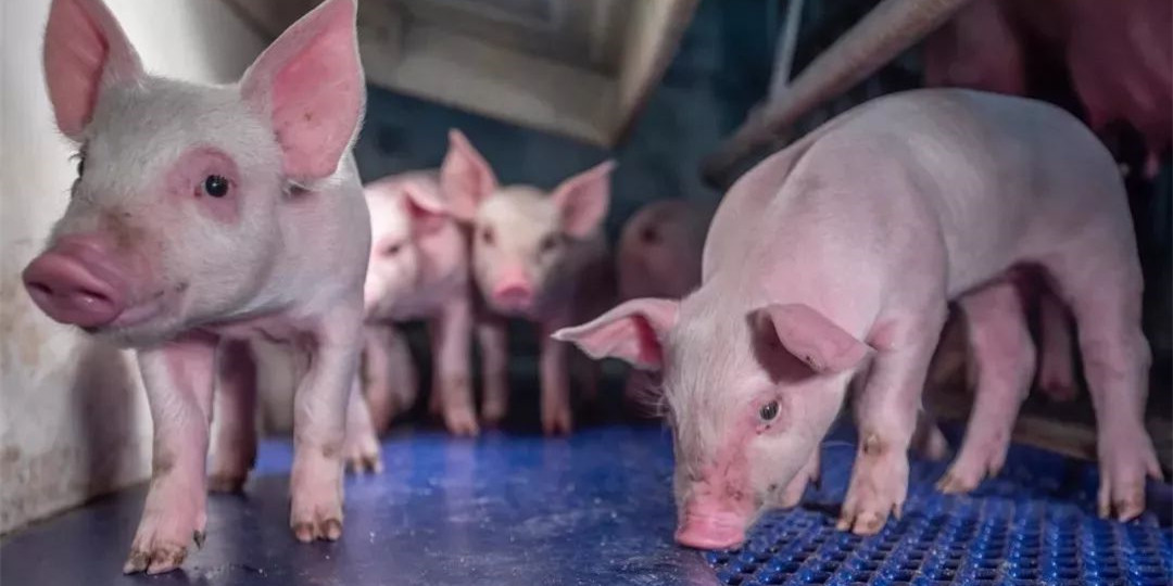 2020年12月14日全国各省市10公斤仔猪价格行情报价，市场成交氛围活跃，仔猪价格小涨！