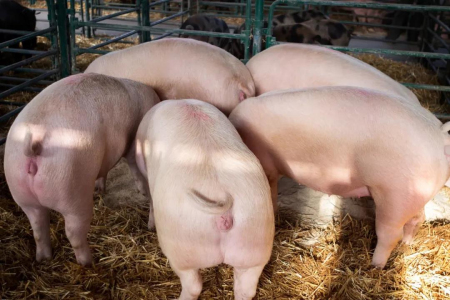 2020年12月14日全国各省市种猪价格报价表，全国母猪存栏稳步上升，种猪价格随之回落！