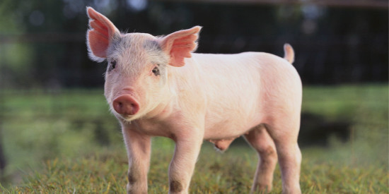 2020年12月14日全国各省市15公斤仔猪价格行情报价养殖户补栏积极，助推仔猪价格小涨！