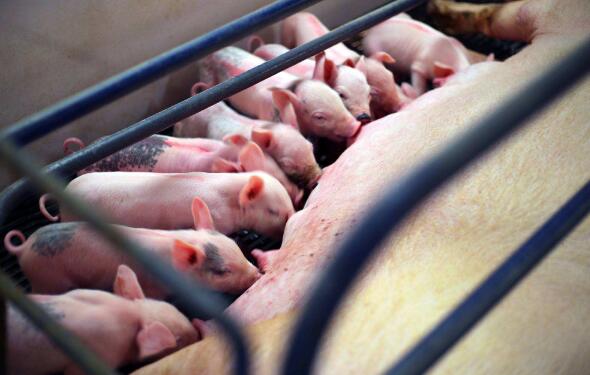 2020年12月14日全国各省市20公斤仔猪价格行情报价，连跌11周后首次反弹！此次反弹能持续多久？