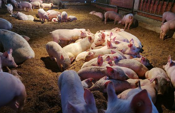 在饲料微生物发酵床上进行养殖的生猪