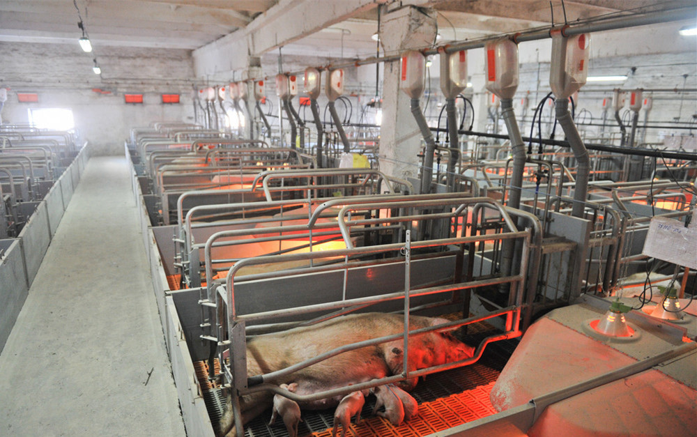 安徽：“两节”将至 生猪生产能跟上吗