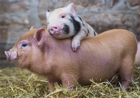 12月16日15公斤仔猪价格，能繁母猪供应增多，仔猪上涨行情难保？