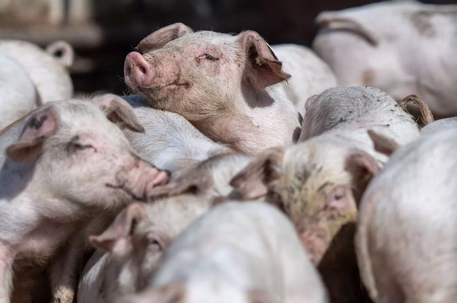 重磅！FDA首次批准基因编辑猪上市，可食用也可医用？