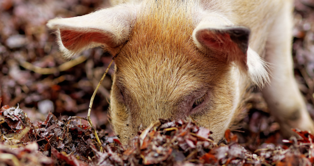 养猪，猪饲料的配比原则，各阶段猪料配比都要遵守