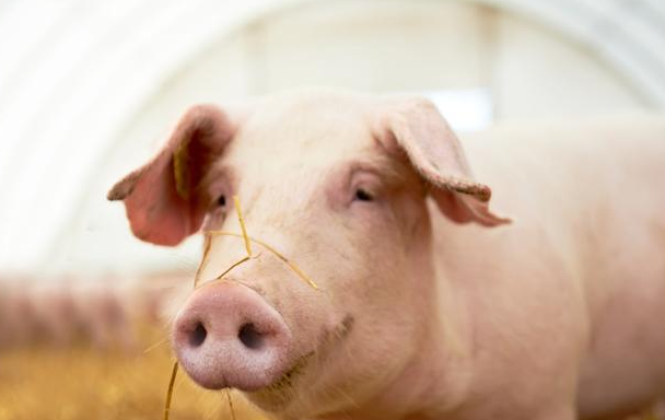 生猪养殖龙头持续布局 天邦股份、新五丰公告扩张计划