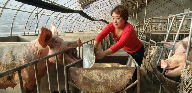 母猪繁殖能力差？猪场综合生产力不行，养猪专家告诉你怎么提高能繁母猪繁殖能力？