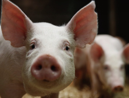 走上餐桌？转基因猪获FDA最新批准：可防食物过敏 为人体器官移植铺路