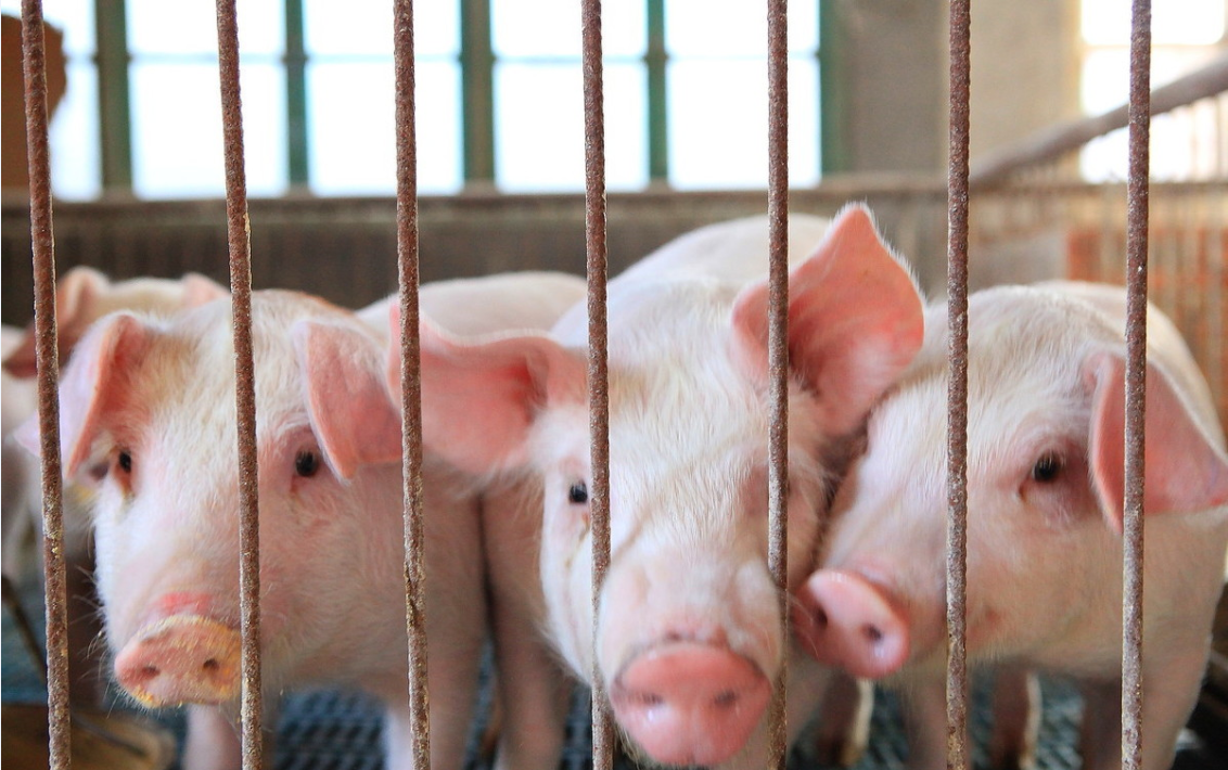生猪期货上市！对河南生猪产业发展有何影响，猪肉价格走势将会有何变化？