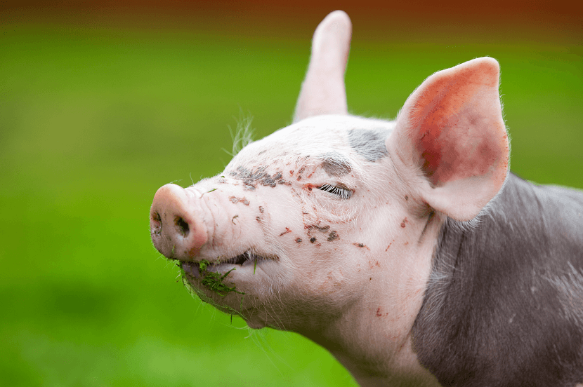 2020年12月20日全国各省市20公斤仔猪价格行情报价，仔猪行情或小幅上涨，还有上涨空间？